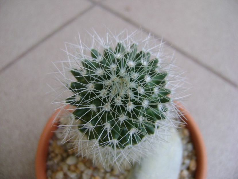 Mammillaria sp. - Cactusi 2018 final de an
