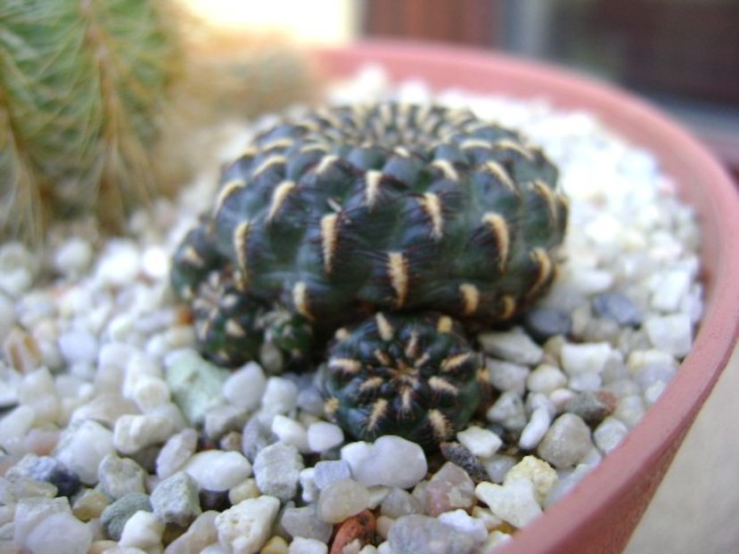 Sulcorebutia heinzii - Cactusi 2018 final de an