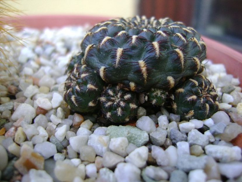 Sulcorebutia heinzii - Cactusi 2018 final de an