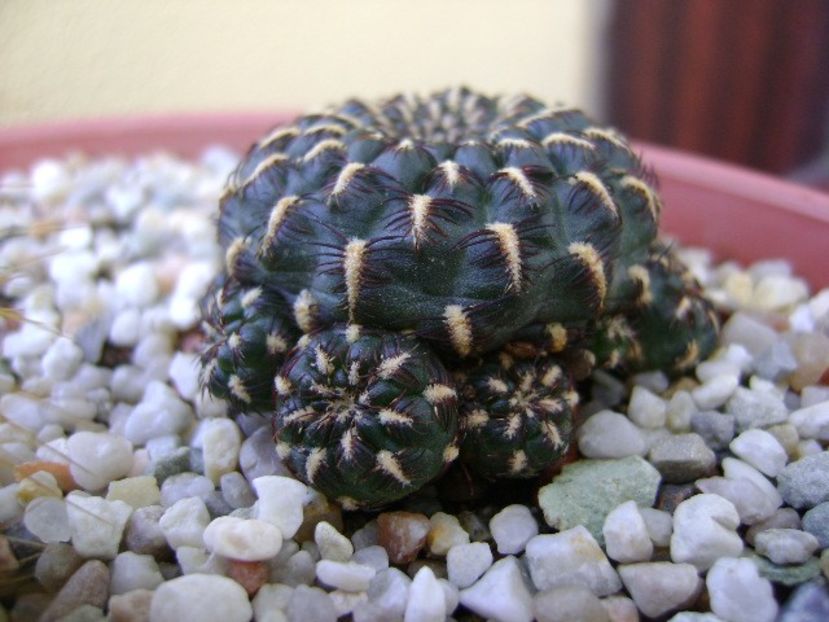 Sulcorebutia heinzii - Cactusi 2018 final de an