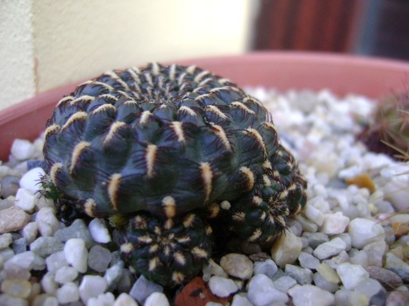 Sulcorebutia heinzii - Cactusi 2018 final de an