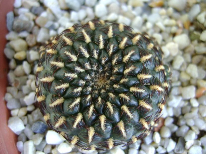 Rebutia krainziana cv. brevispina - Cactusi 2018 final de an