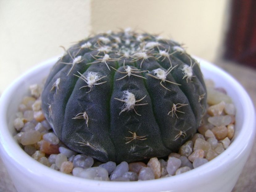 Gymnocalycium ragonesei - Cactusi 2019 Gymnocalycium