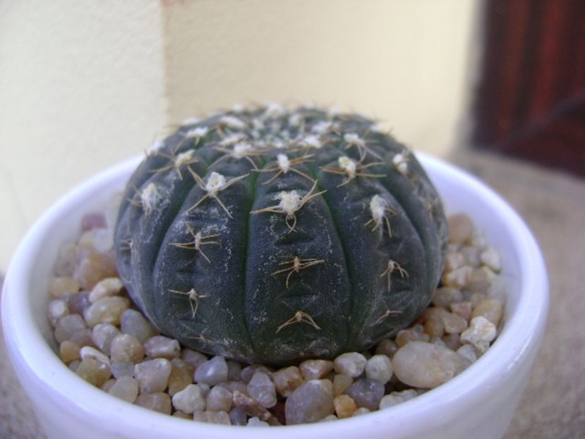 Gymnocalycium ragonesei - Cactusi 2019 Gymnocalycium
