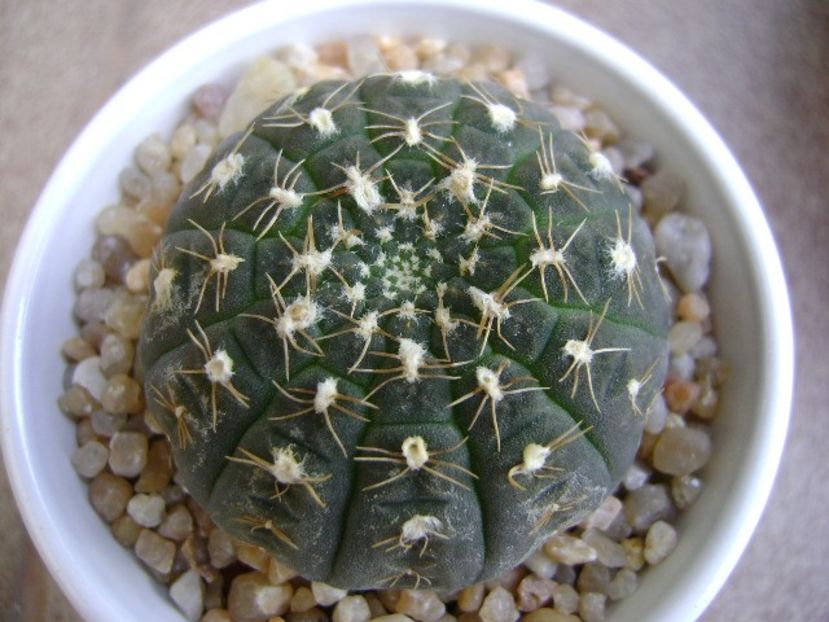 Gymnocalycium ragonesei - Cactusi 2019 Gymnocalycium