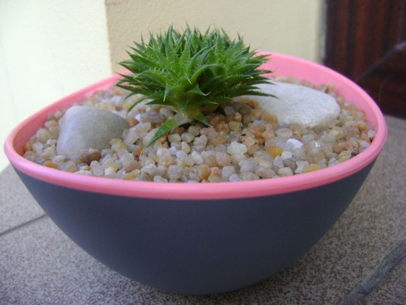 Deuterocohonia brevifolia - Suculente 2019