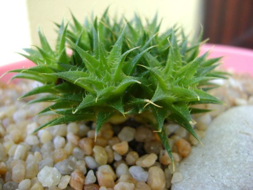 Deuterocohonia brevifolia - Suculente 2019