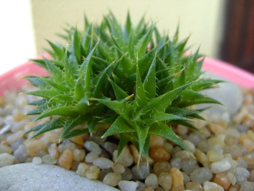 Deuterocohonia brevifolia - Suculente 2019