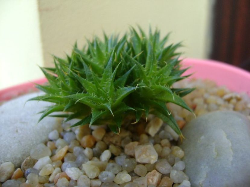 Deuterocohonia brevifolia - Suculente 2019