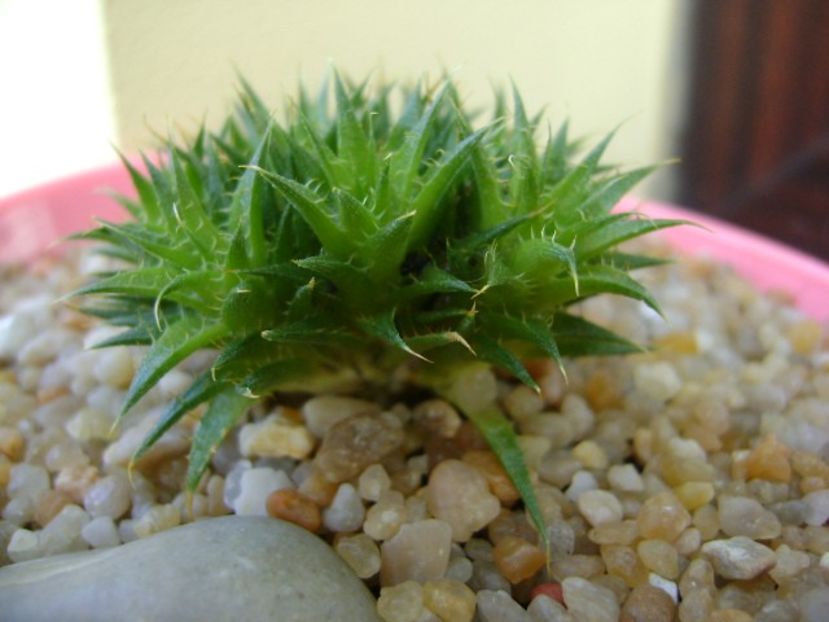 Deuterocohonia brevifolia - Suculente 2019