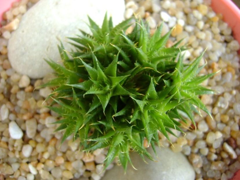 Deuterocohonia brevifolia - Suculente 2019