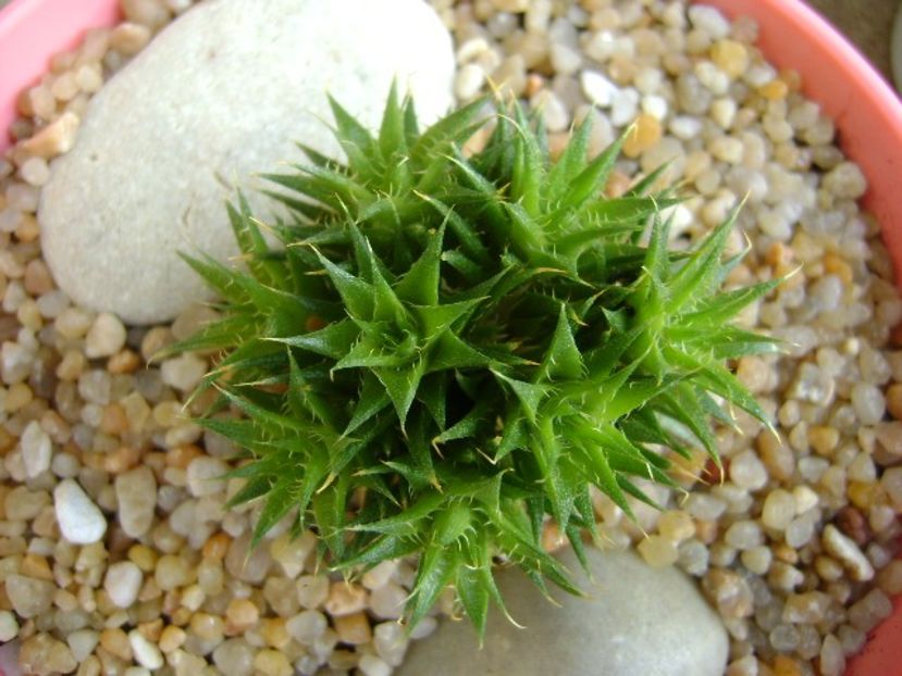 Deuterocohonia brevifolia - Suculente 2019