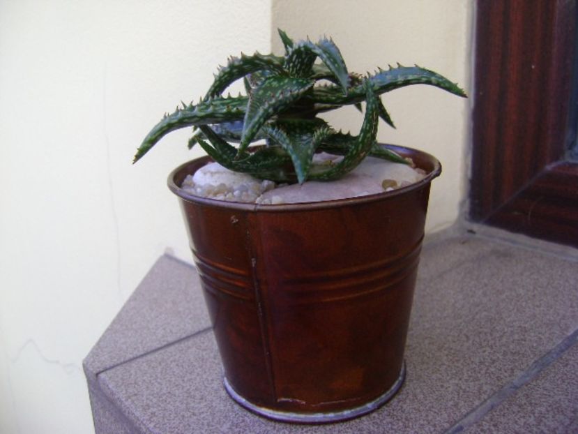Aloe somaliensis - Suculente 2019