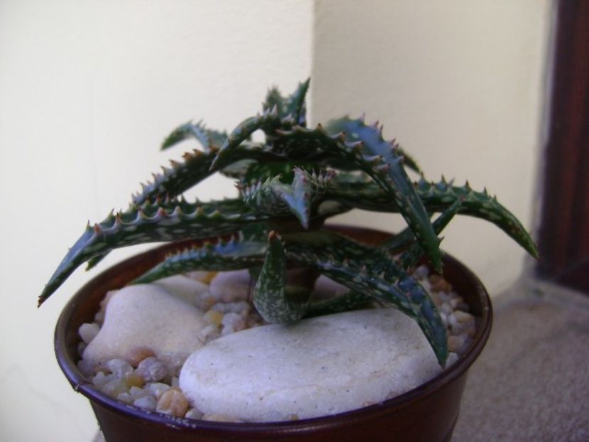 Aloe somaliensis - Suculente 2019