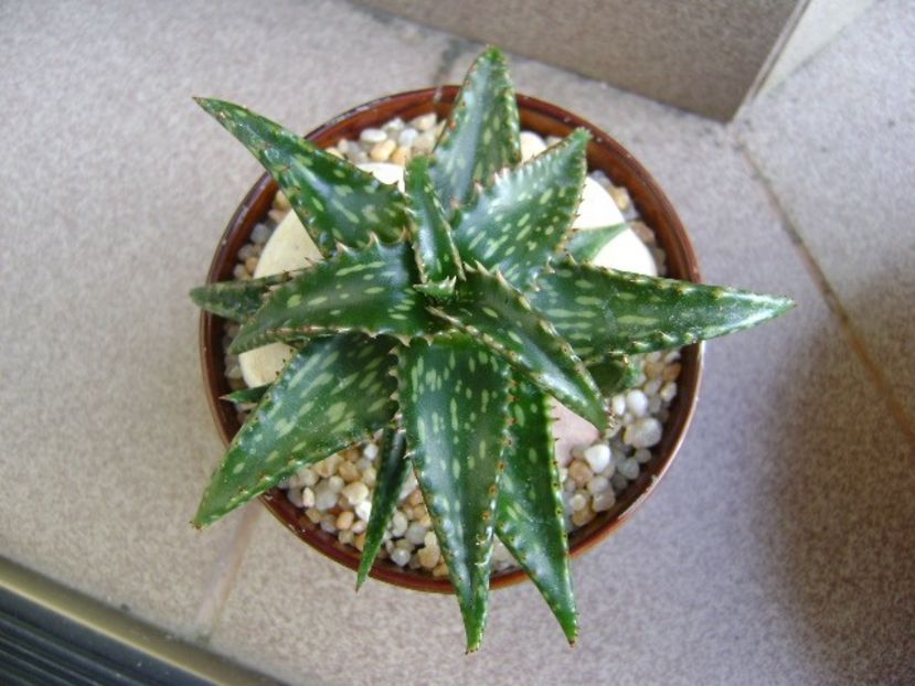 Aloe somaliensis - Suculente 2019