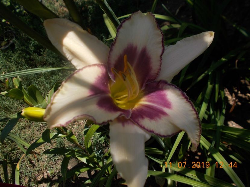 chicago  picotee-12lei - HEMEROCALLISI DISPONIBILI-2019