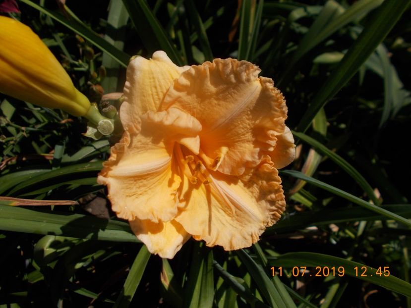 siloam orange splash-15lei - HEMEROCALLISI DISPONIBILI-2019