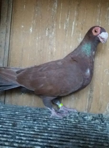 20190618_203314-1 - CARANCULAT DE ORADEA