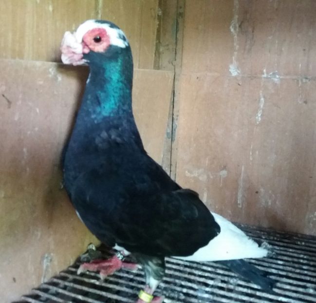 20190710_192458-1 - BERBERI INDIAN