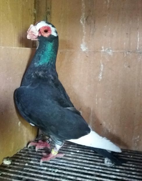 20190710_192507-1 - BERBERI INDIAN