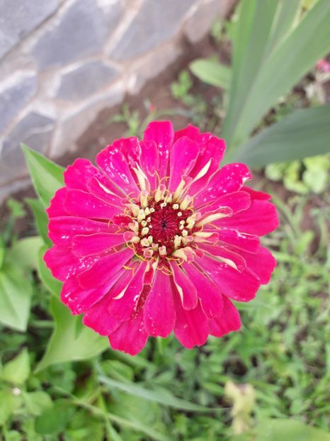 2019 - AAAA__CARCIUMARESE 2015_2017_2018_2019