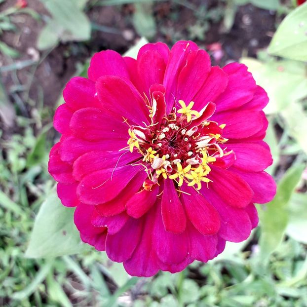  - AAAA__CARCIUMARESE 2015_2017_2018_2019