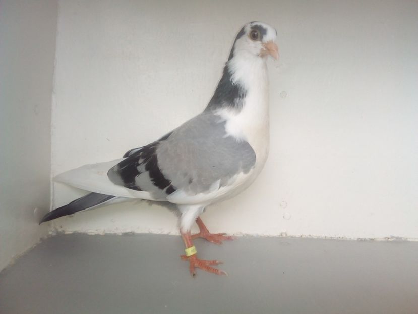 pierdut - PUISORI 2019