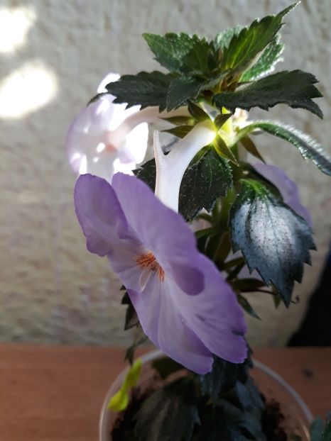  - R20 - Fontaine Bleue