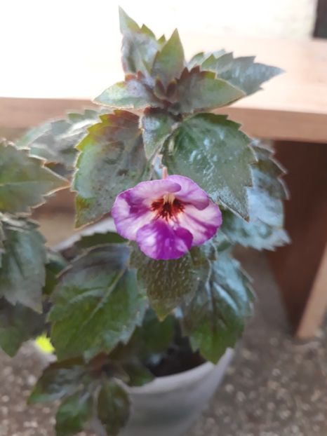 2019 - 001 2021 - Little Lulu