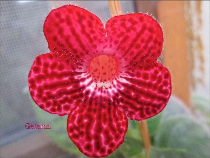 Red Ryder - KOHLERIA