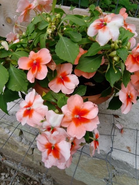  - Impatiens 2019