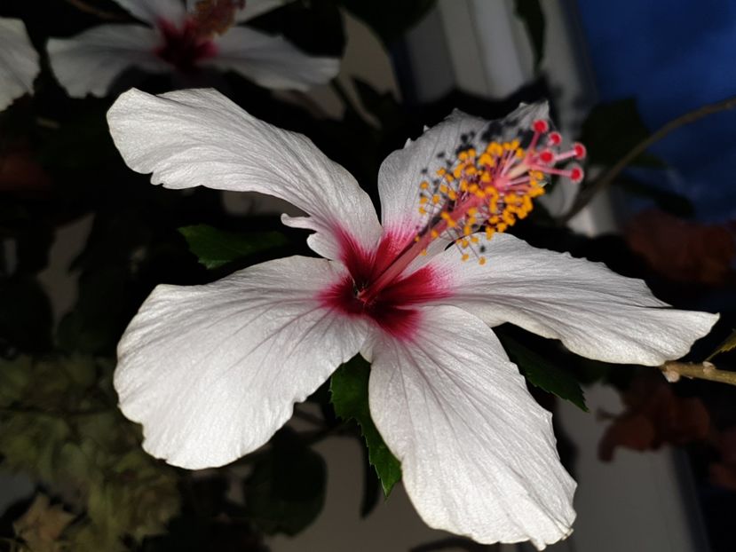  - Apple Blossom sau Natal