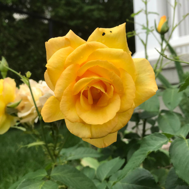  - Jurnalul gradinii 2019