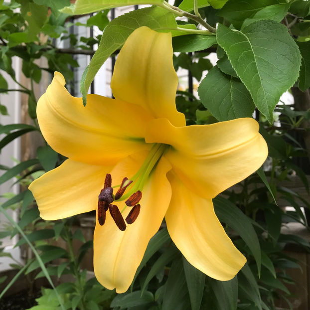  - Jurnalul gradinii 2019