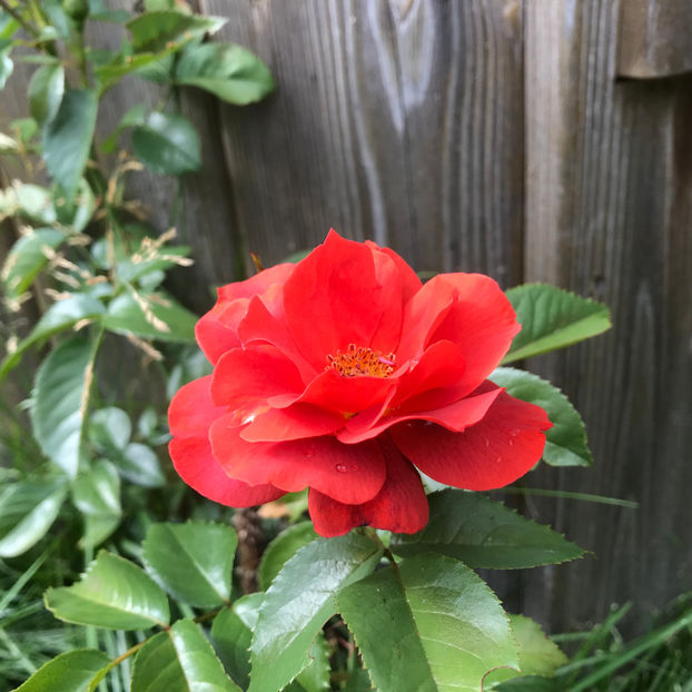  - Jurnalul gradinii 2019