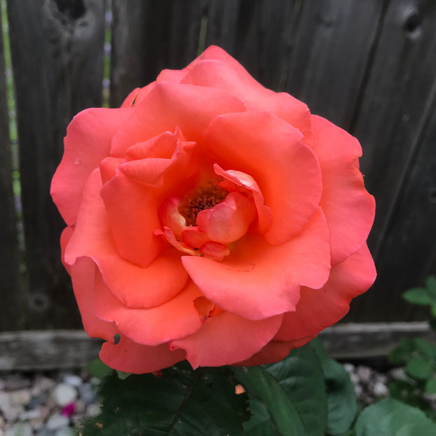  - Jurnalul gradinii 2019