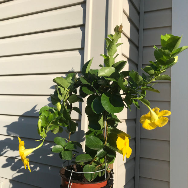  - Jurnalul gradinii 2019