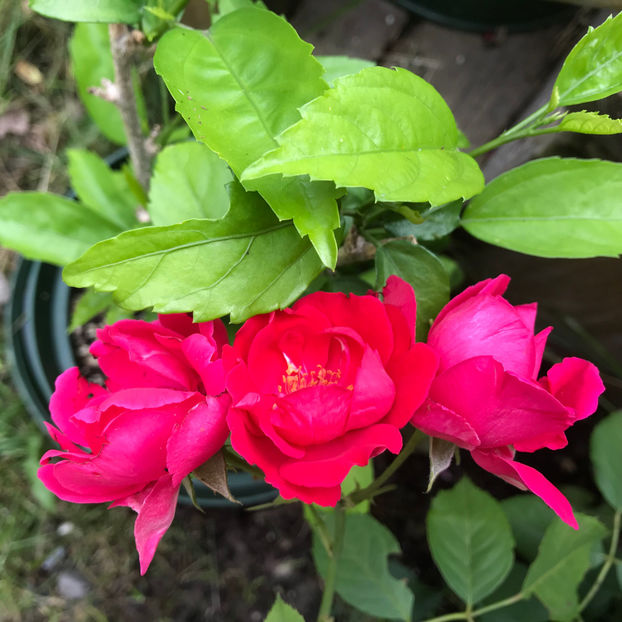  - Jurnalul gradinii 2019