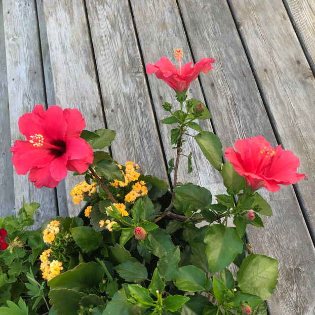  - Jurnalul gradinii 2019