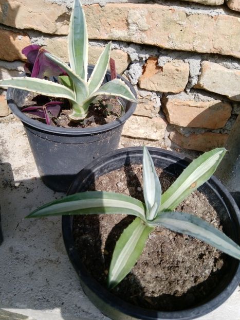13 iulie - Agave 2019