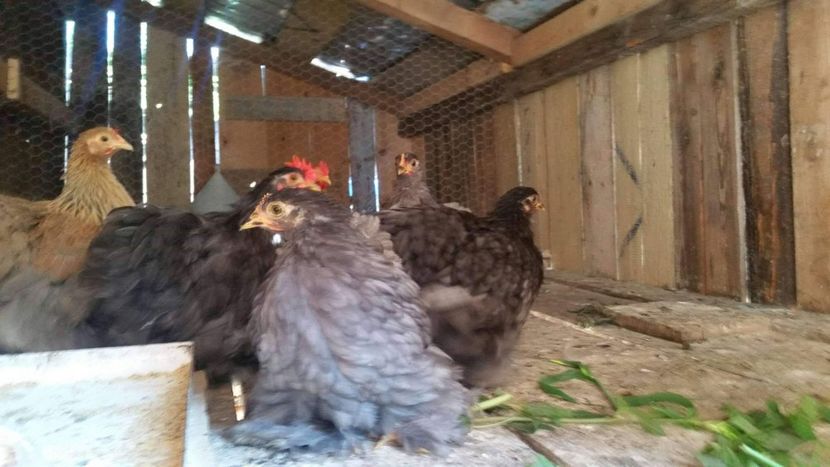 received_505013526954165 - cochinchina pitic