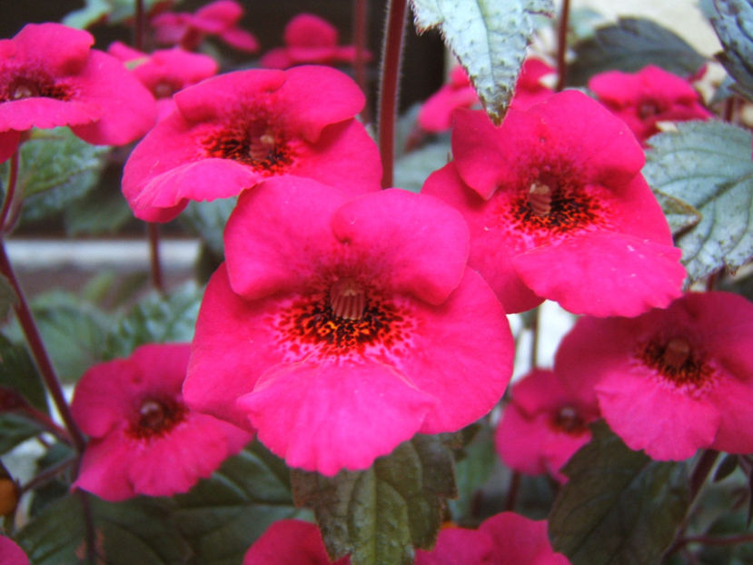 Weinrot elfe - Achimenes flori