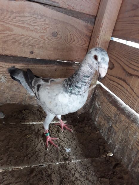  - Tineret pt rasa de club 2019