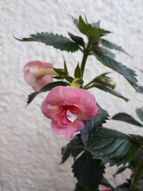  - R21 - Mary Poppins