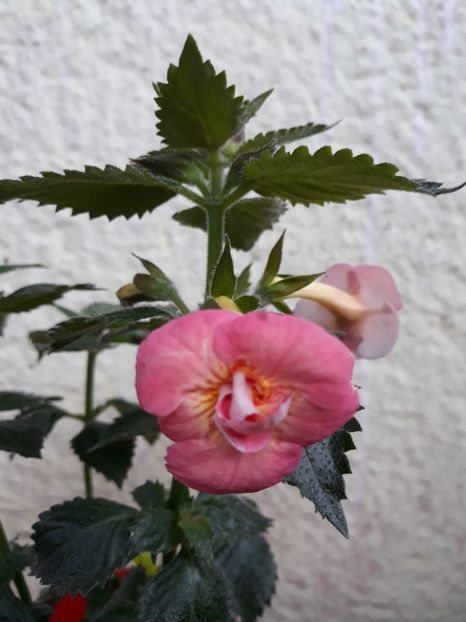  - R21 - Mary Poppins