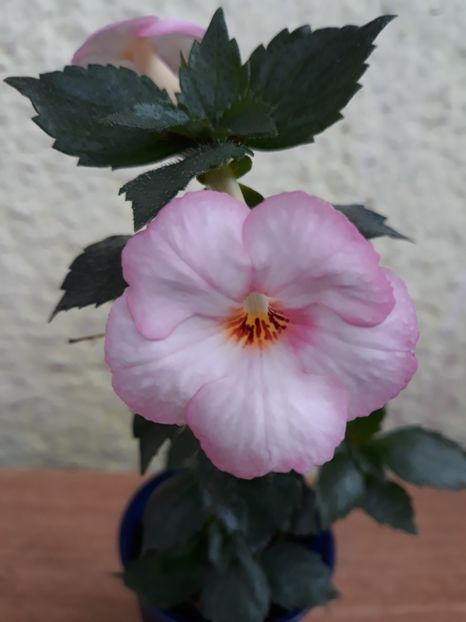 Tot ea! Netarcata! - 0001 2022 - Sora Theresa