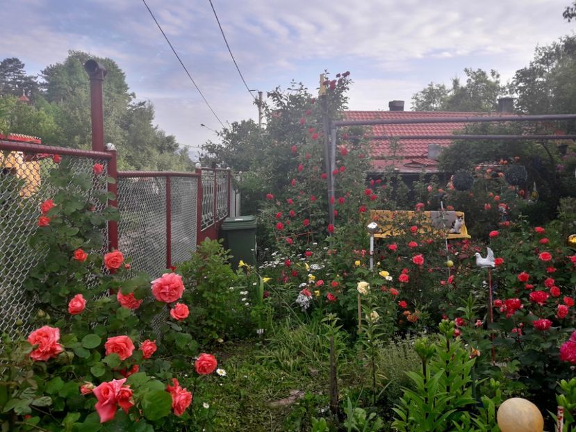  - IMAGINI MIXTE GRADINA 2019