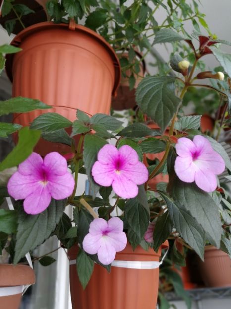  - Achimenes 2019