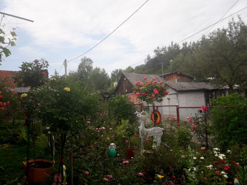 - IMAGINI MIXTE GRADINA 2019