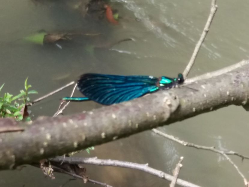  - La iarbă verde în iulie 2019